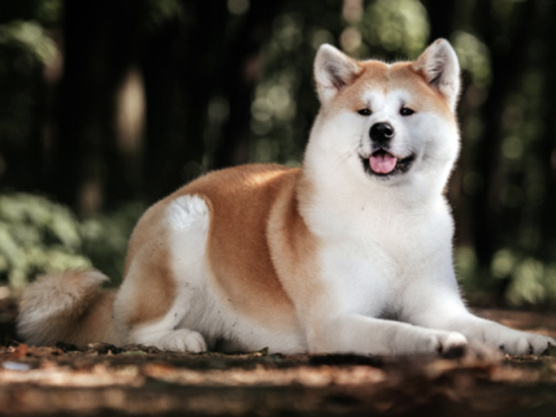 Akita Inu – Ακίτα